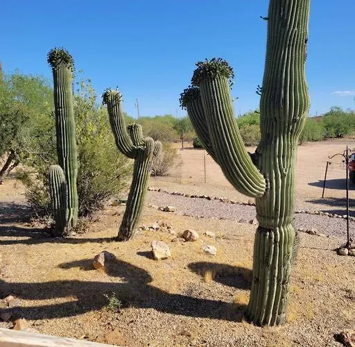 R&r In Saguaro Natl Park * Avra